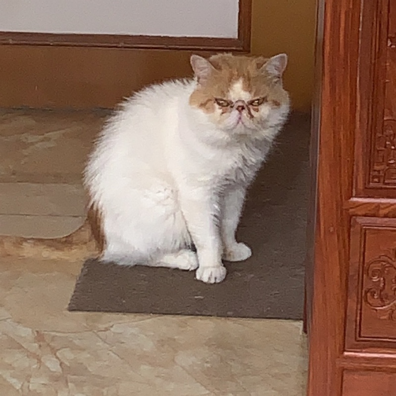 比格星射手座南藤