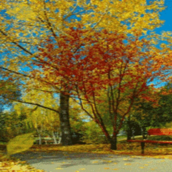 爱吃盐酥鸡块的提子