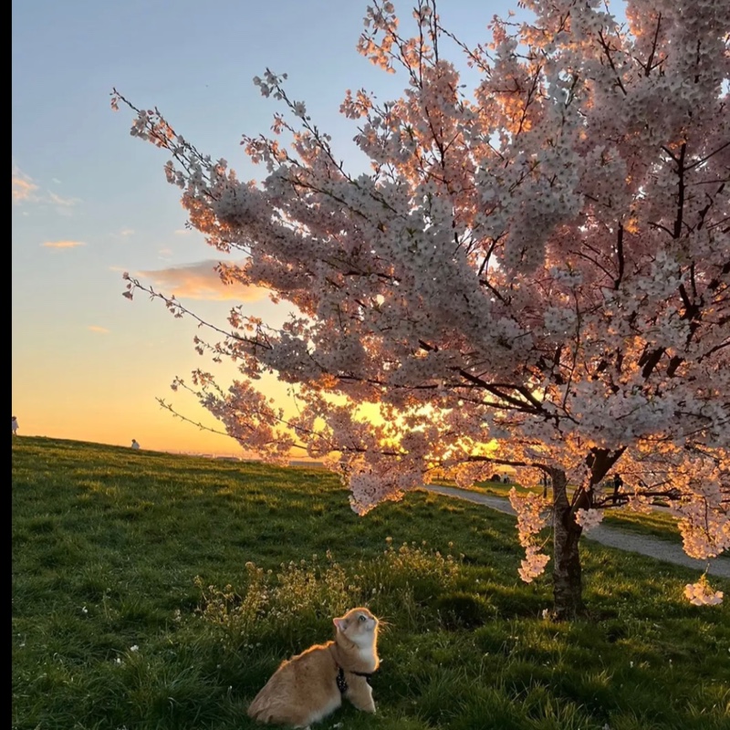 爱吃抹茶的小北