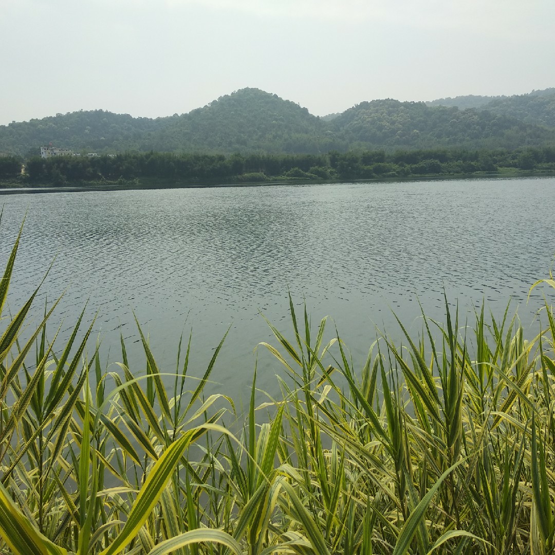 冯大爷880爱热闹