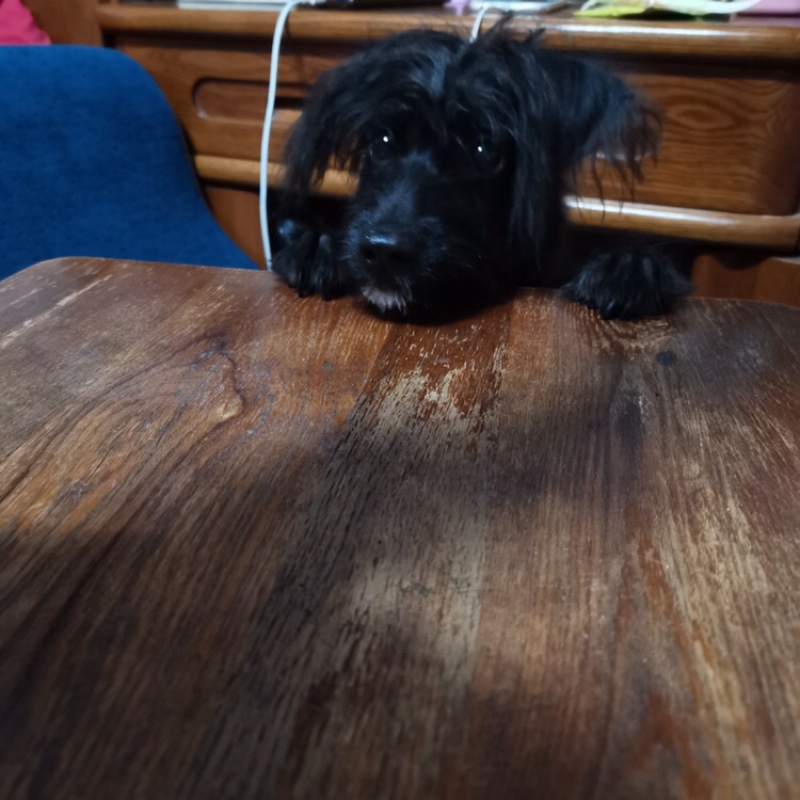 爱吃日式蛋卷的蜜糖