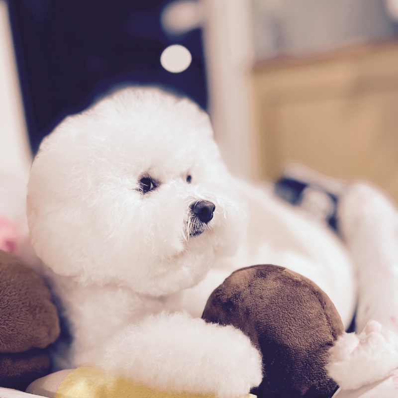 爱吃一口松饼的喵酱