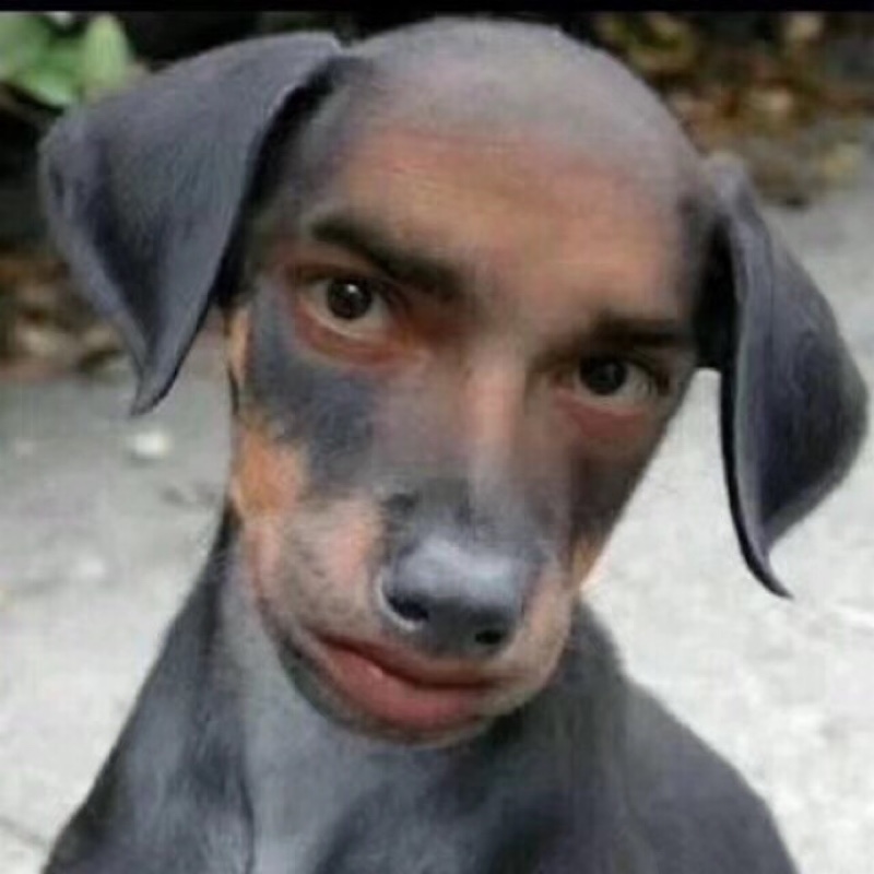 爱吃五香鸡尖的猫猫