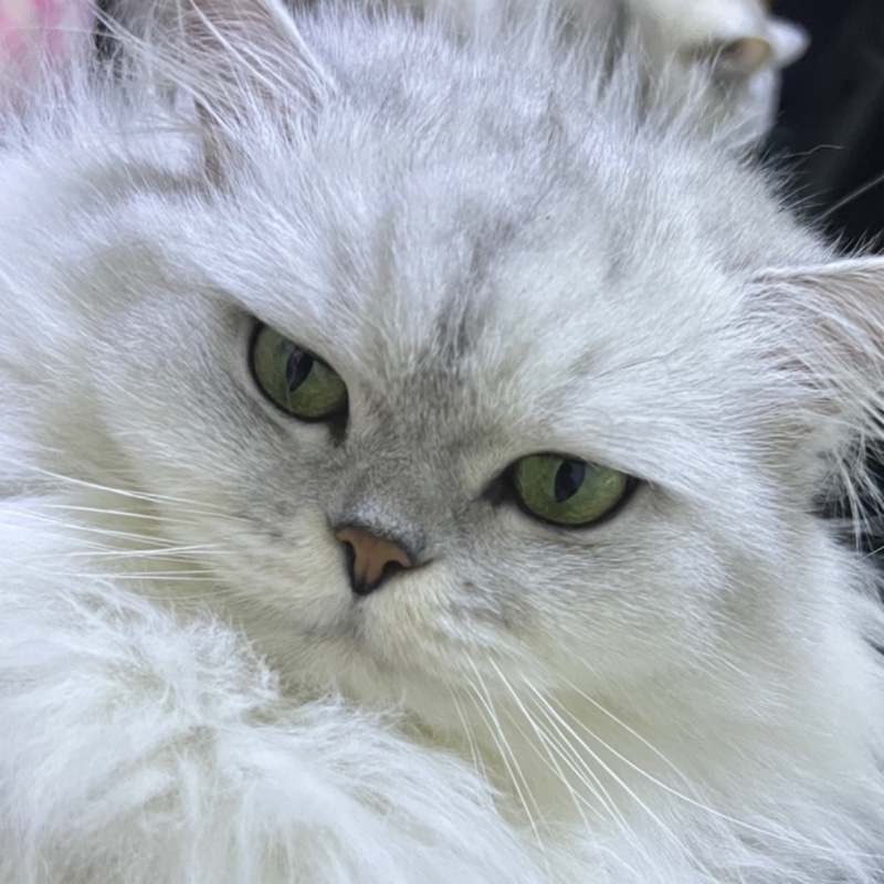 猫猫猫猫猫猫Max