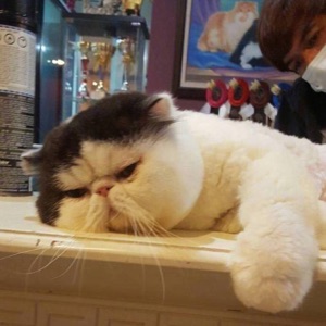 可可爱爱小白猪