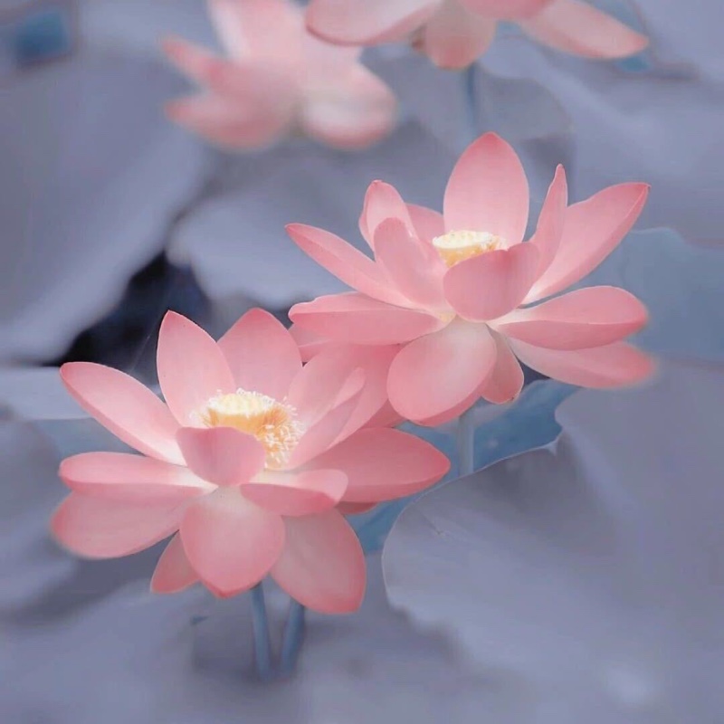 屁屁今天很开心