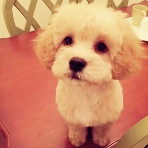 站得稳的飞毛腿