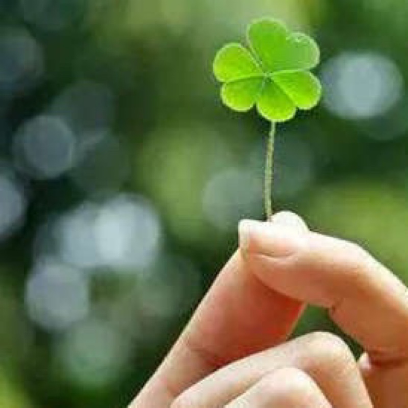 爱吃双色奶冻的虾米太聪明