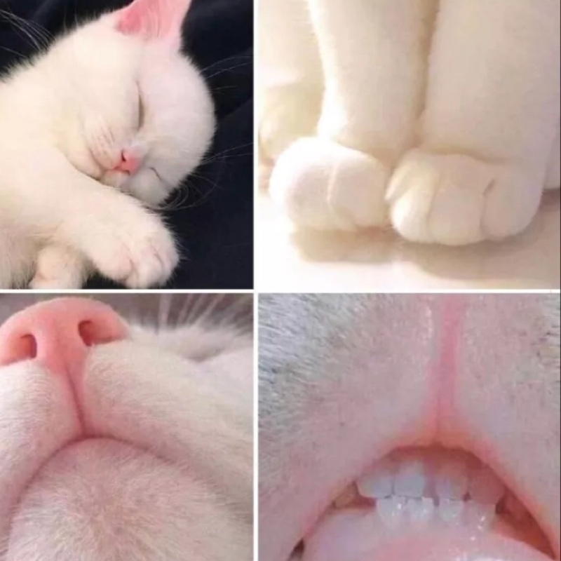 自体发光美男李总