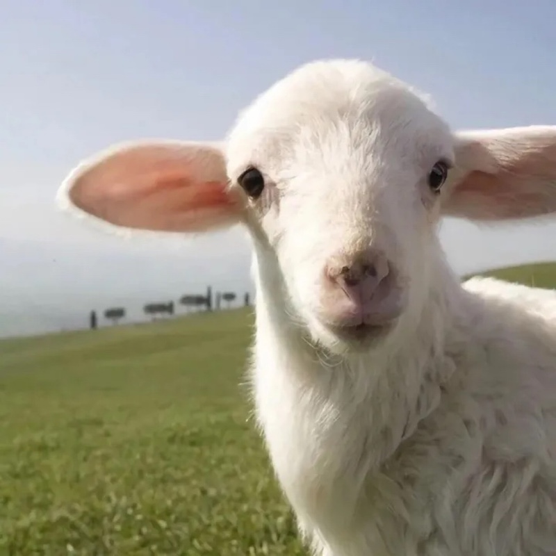 爱吃鱼头煮粉的苹果