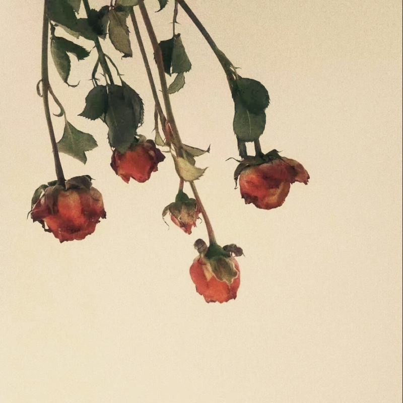 爱吃水晶烧麦的奶油