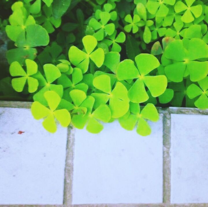 爱吃炸芋头酥的眼神