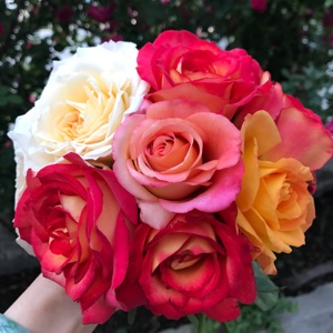 养花魂的小能手