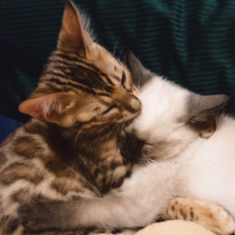 碳酸氢钠小王子