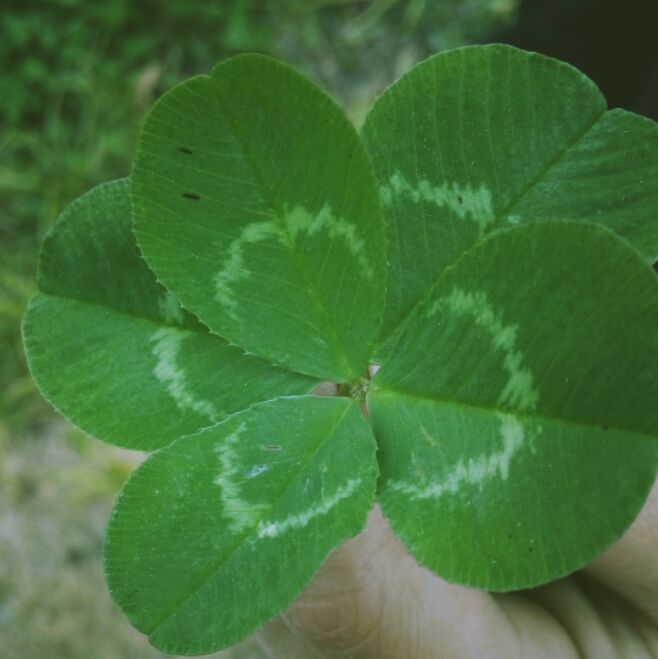 爱吃鱿鱼包饭的部落