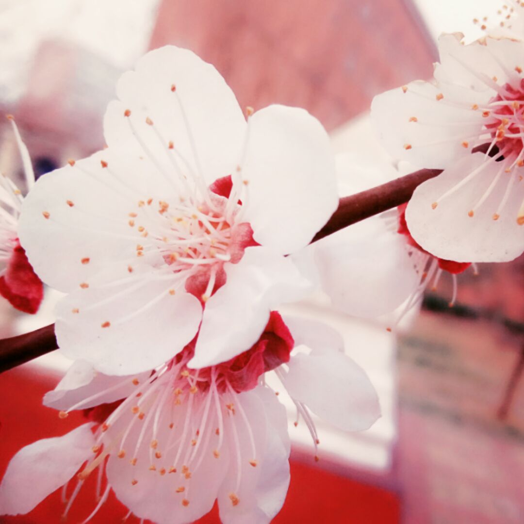 彩虹家的小可耐