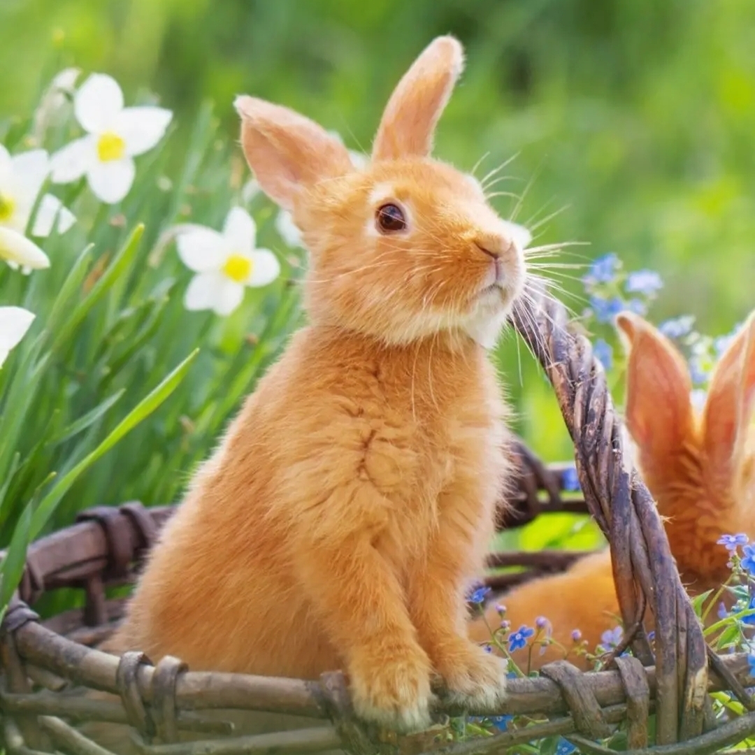 阳光彩虹小橙兔