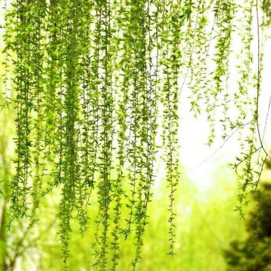 木星守时的饺子