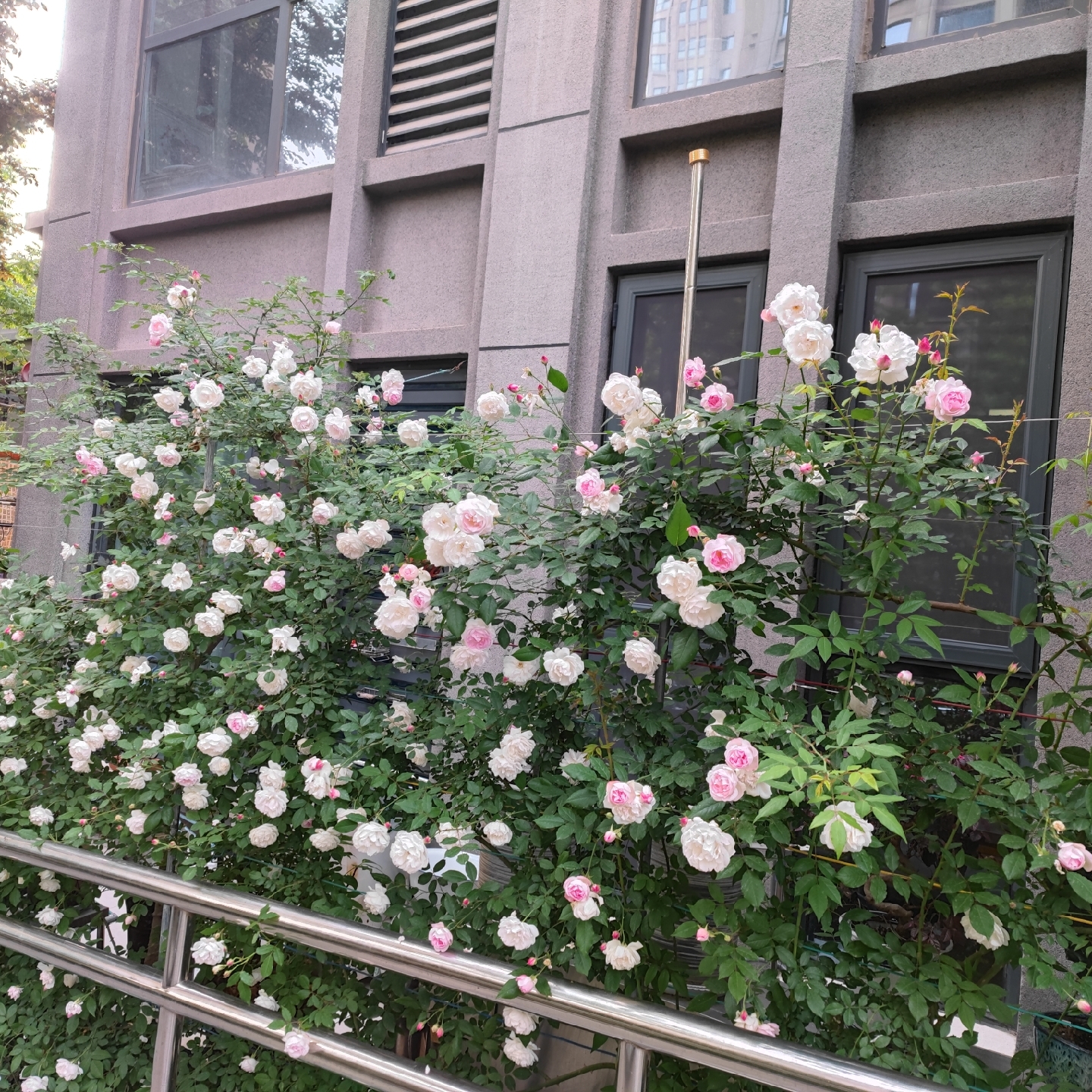 一只快乐的小鱼仔