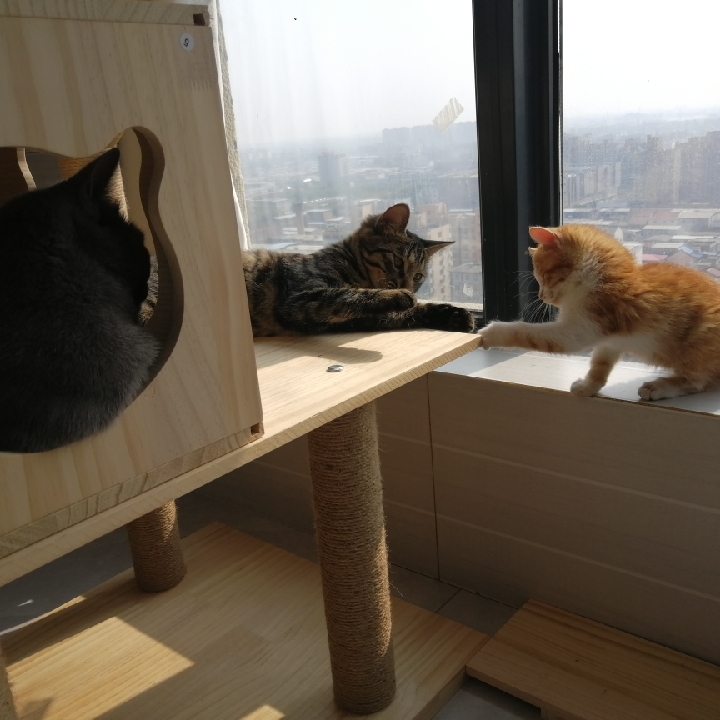 皮卡丘是只超可爱的蓝猫