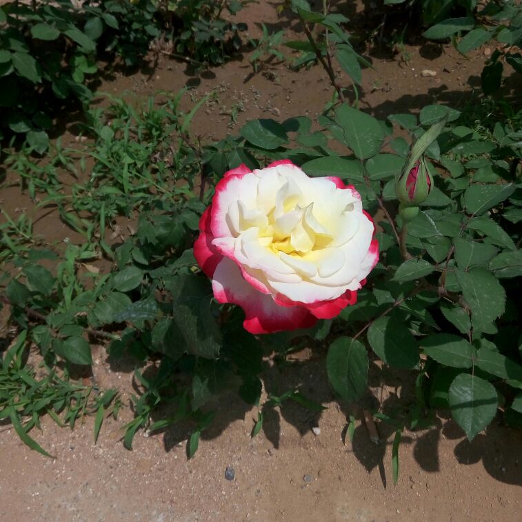 爱吃棒棒糖的小小兔