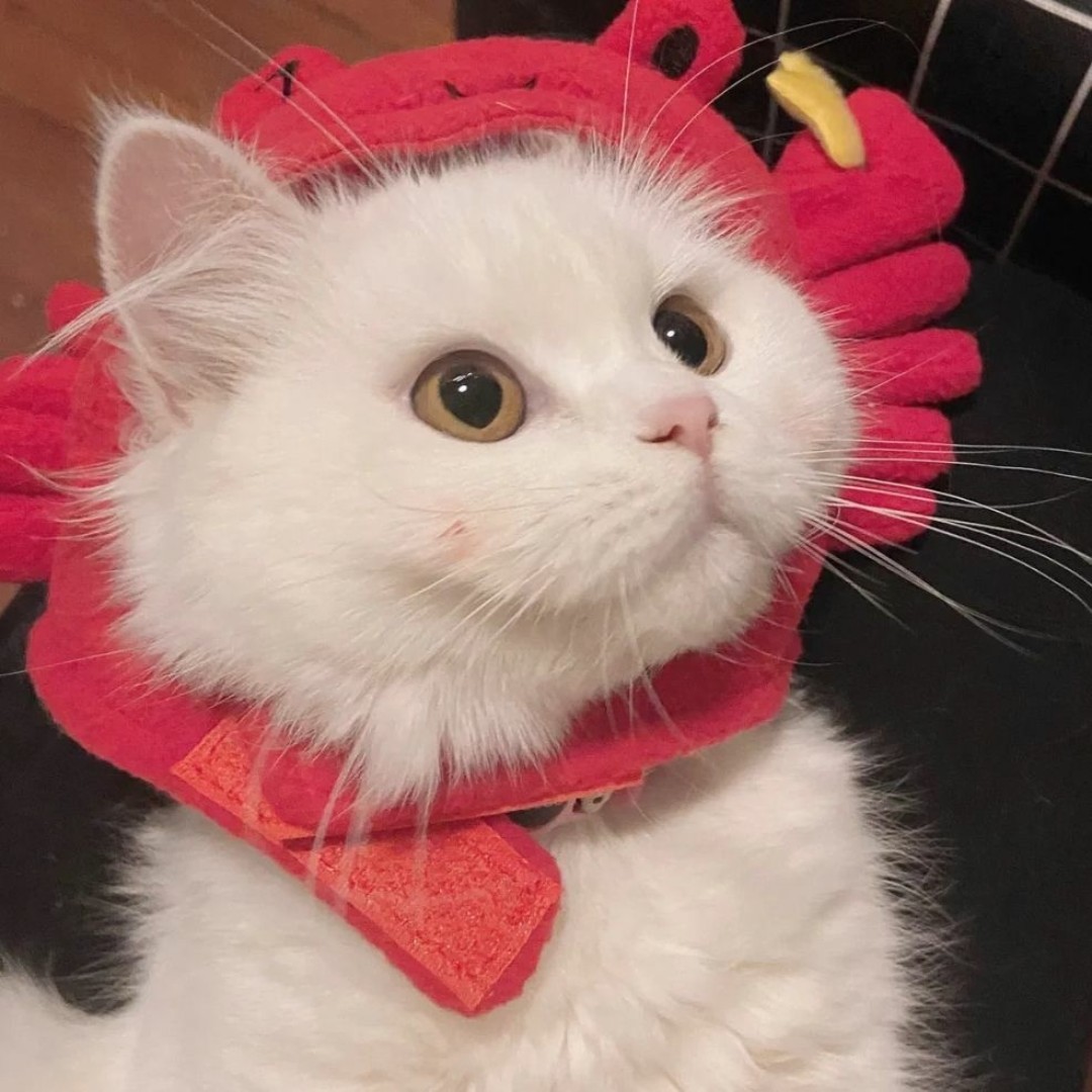 qx轻轻松松的小熊