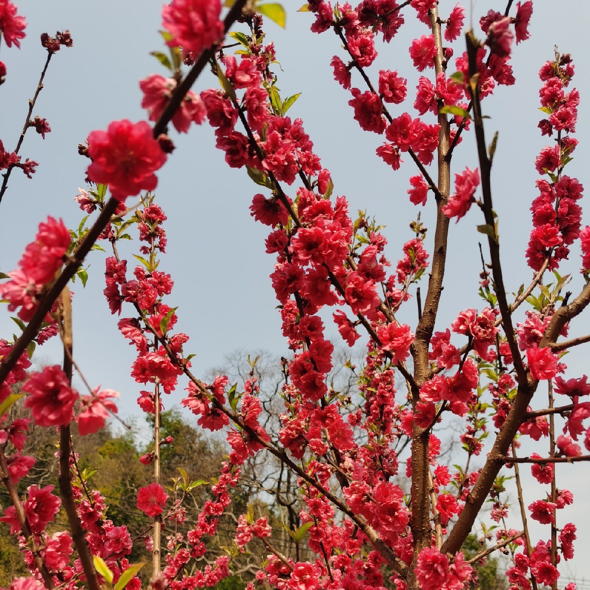 薰衣草的花语