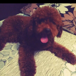 鹅黄的东亚岩蕨