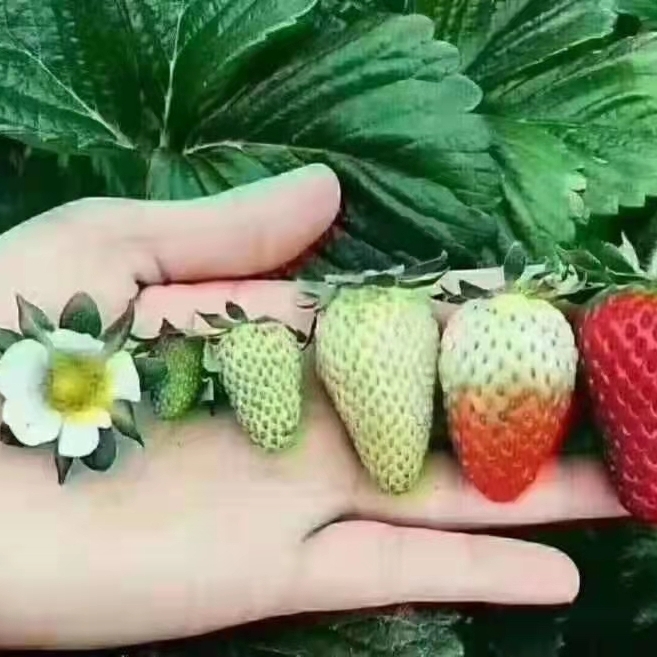 暗紫色的丹桂03