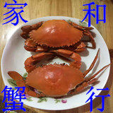 家和蟹行