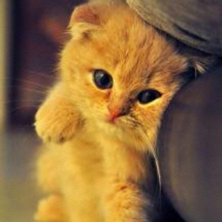 飞翔的小猪猪2007