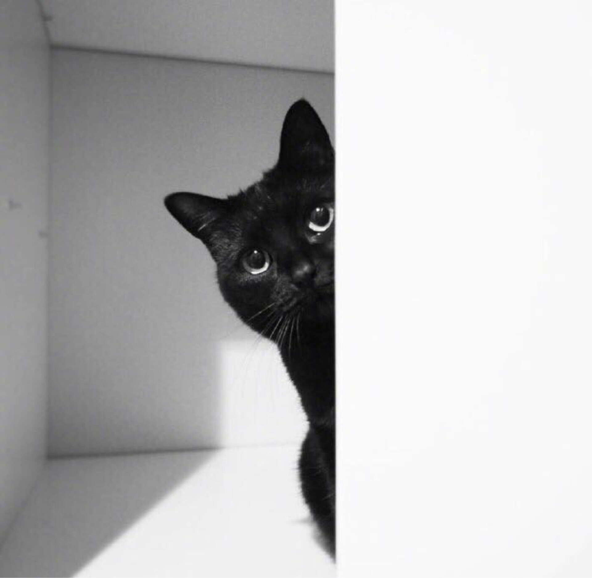 花呗买东西不要钱