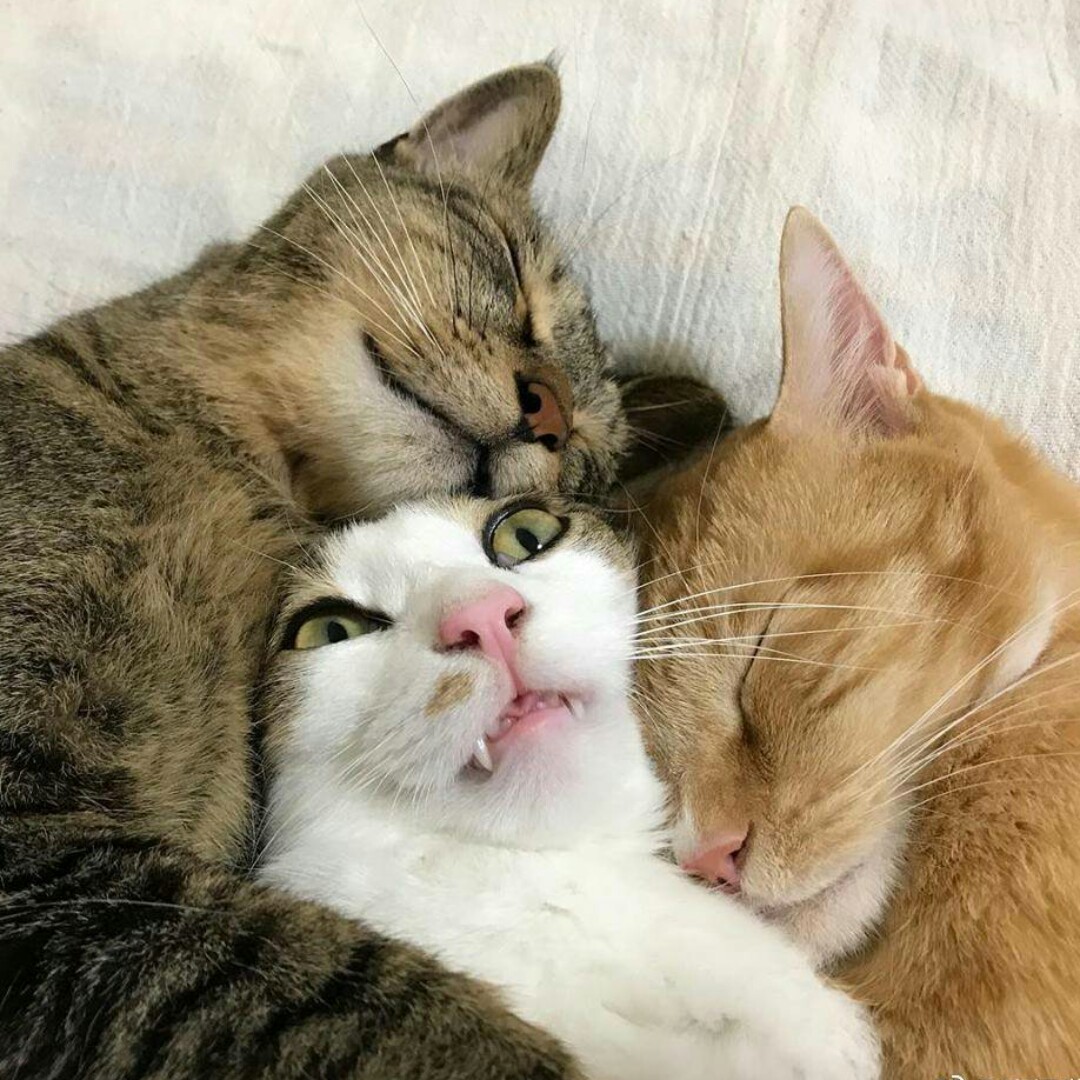 不是蜜蜂爱居人