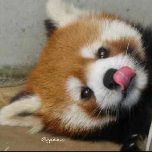 假装自己回取名