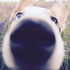 这个名字就很怀旧很有逼格