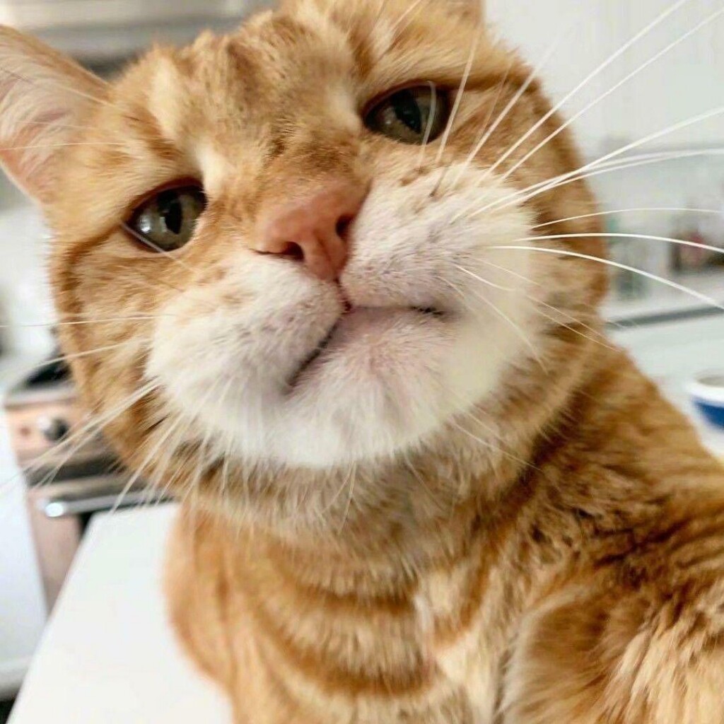 大树的阿美咔叽