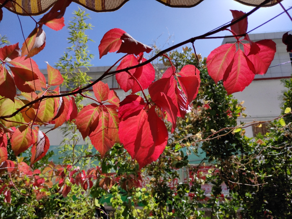 小虎虎躯震撼太阳系