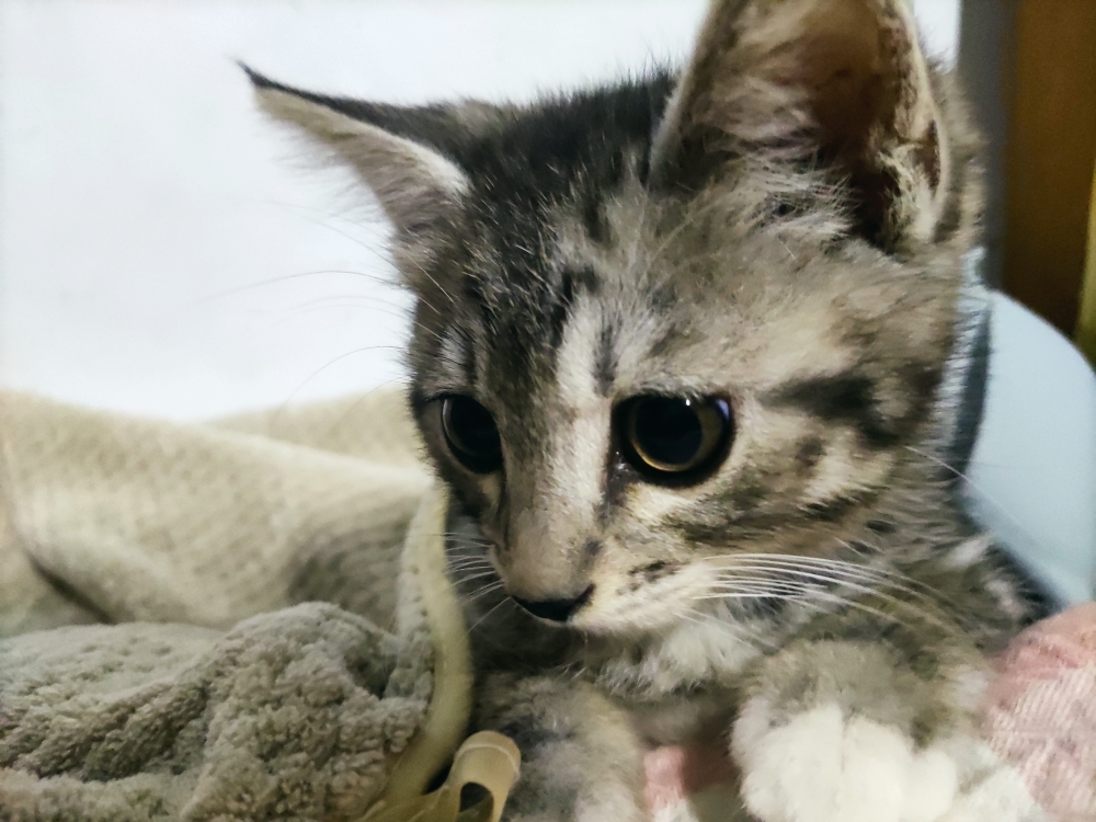 可乐鸡的小瓶盖