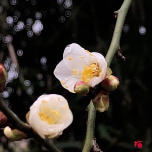 有深色背景的粉红梅花