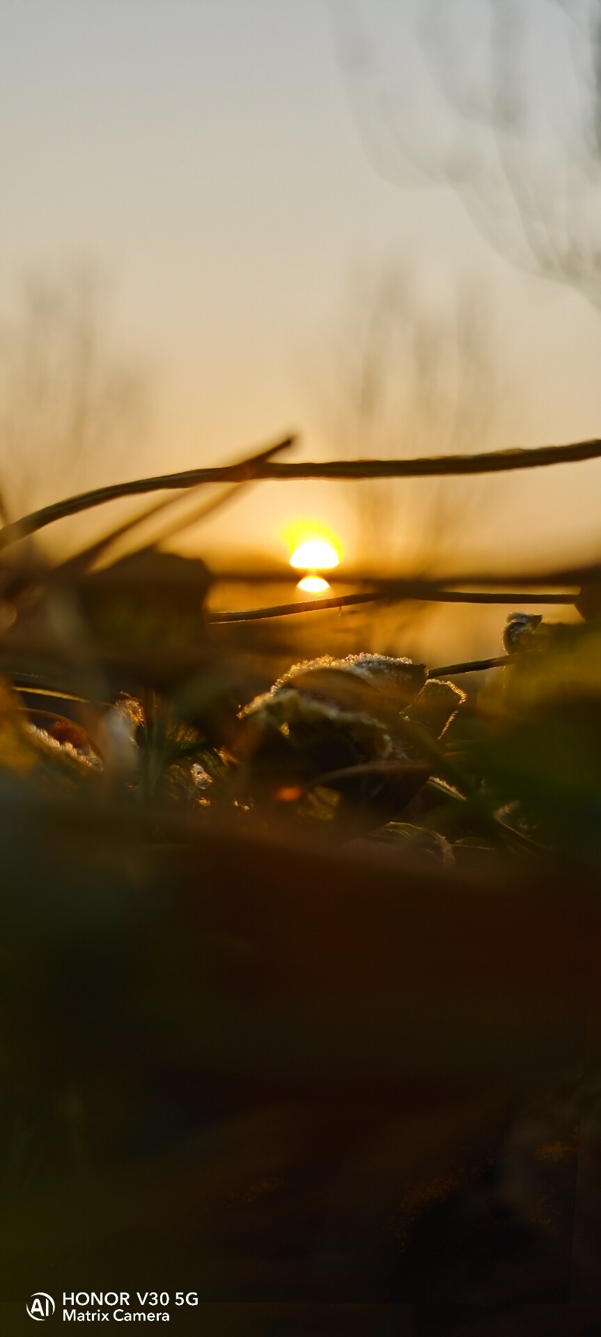 黑乎乎的乌头74