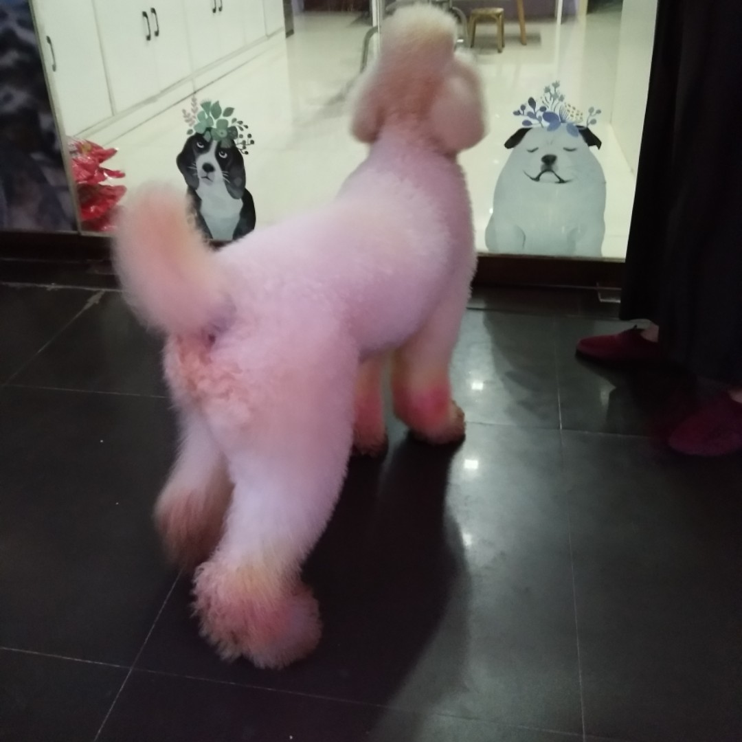 守爱一生宠物店