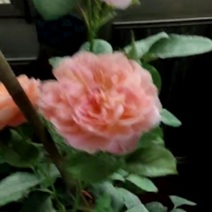 哎呀起个昵称太难