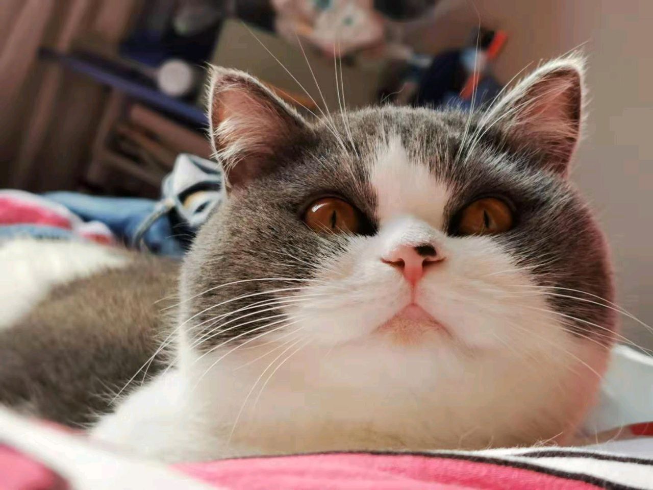 努力减肥买裙子