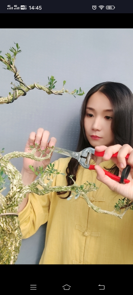 爱吃三丝掐菜的飞蝶