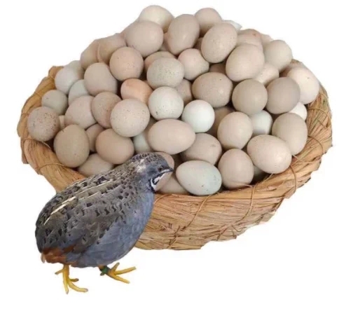 爱养芦丁鸡的小梧