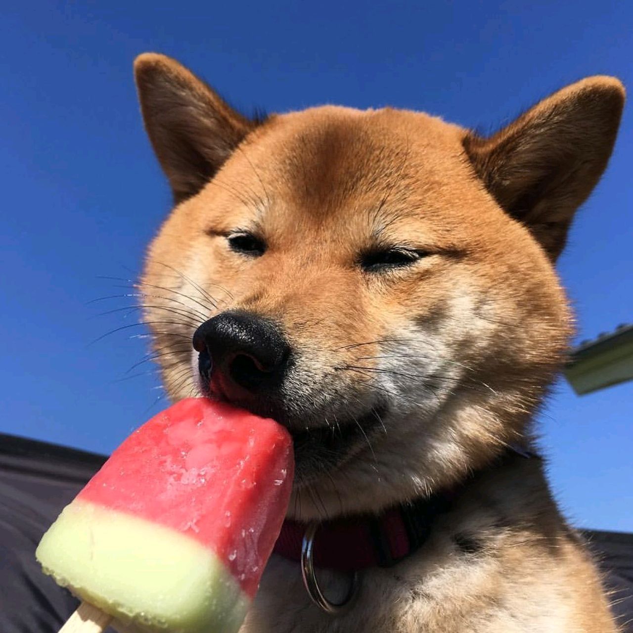 爱吃三丁茄子的菠萝