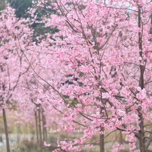 罗云熙哥哥快乐