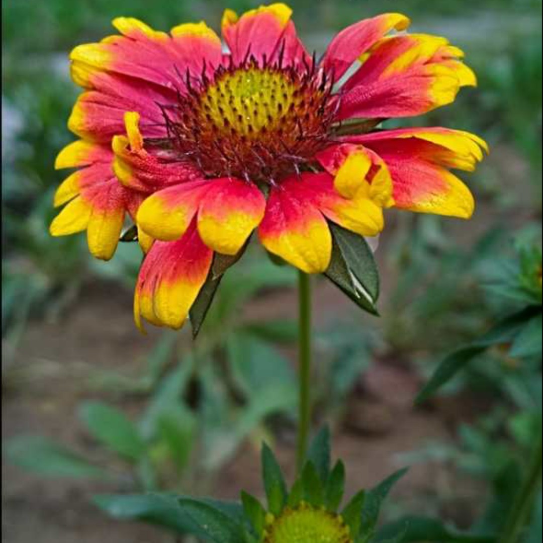 爱吃青椒木耳的日常苦菜