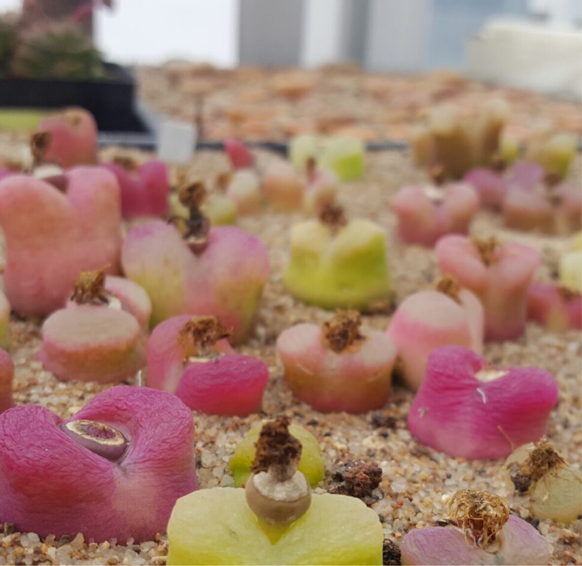 你的眼睛起雾了