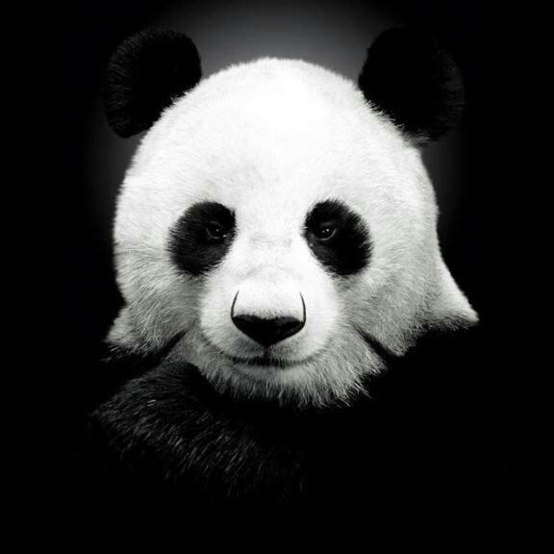 那只大熊猫